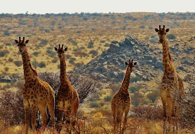 Desert adapted wildlife