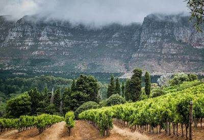 Cape Town & Hermanus Safari