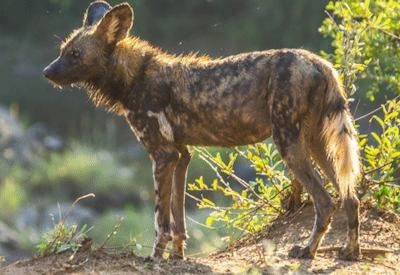 Endangered Wildlife Experience