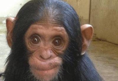 Jane Goodall Institute