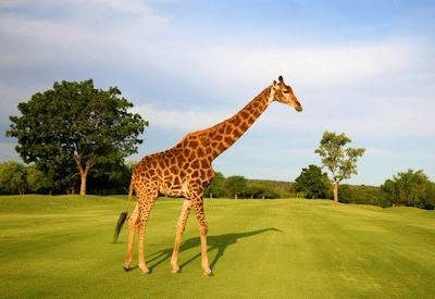Kruger Golf Courses