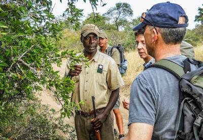 Kruger Bush Walking Safari