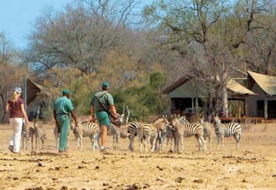 Kruger Walking & Timbavati Safari
