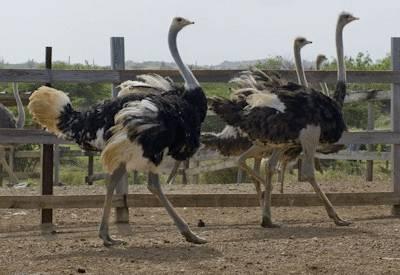 Magnificent Garden Route Safari