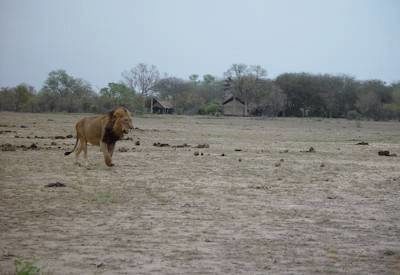 Rhino Walking Safari