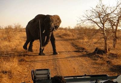 Swaziland & Kruger Safari