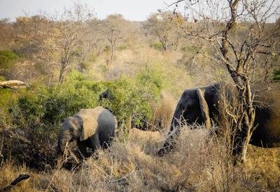 Swaziland & Kruger Safari