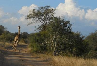 Swaziland & Kruger Safari