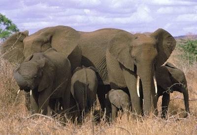A World in One Country Safari