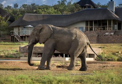 Mhondoro the ideal safari destination