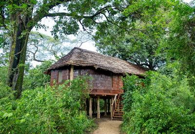 Amazing and luxurious treehouses