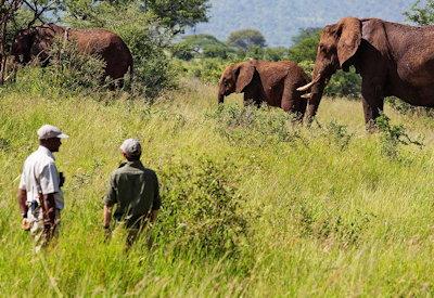 Tarangire wakling safaris