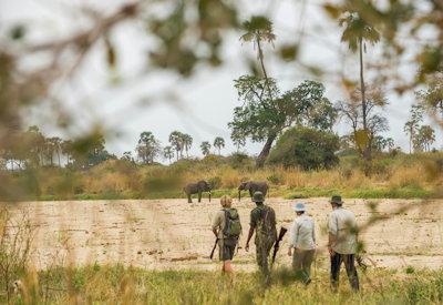 Walking safari excursions in the Ruaha
