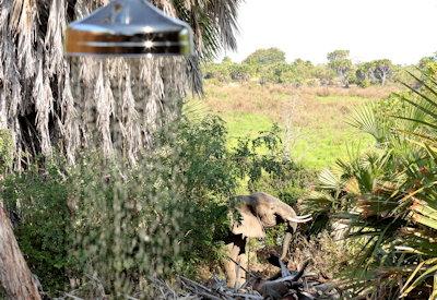 Outdoor showers and elephants