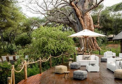 Outdoor dining by baobab trees