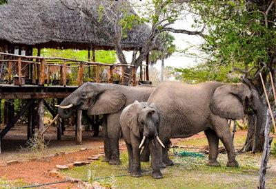Classic Selous safari camp
