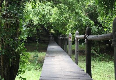 Wooden walk ways connect all