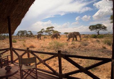 Simba Lodge offers up elephants vsightings