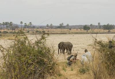 Ruaha National Park