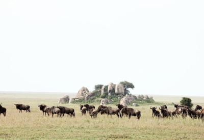 Best of Asilia & Crater Safari