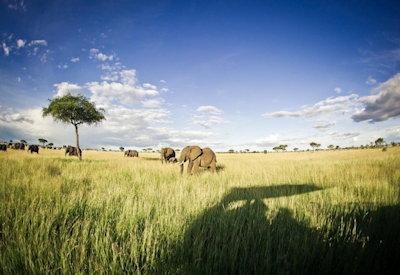 Grumeti Singita Fly In Express