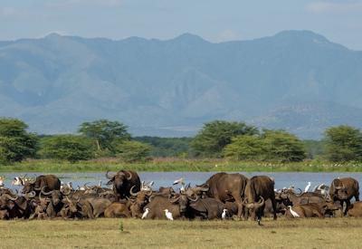 Kifaru Safari
