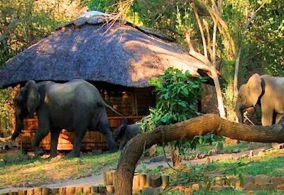 Selous Fly In Express