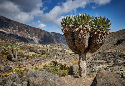 The Marangu Route Kilimanjaro