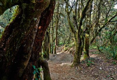 The Kilimanjaro Marangu Route