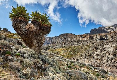 The Rongai Route Kilimanjaro