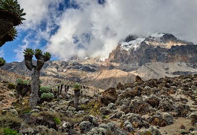The Shira Route Kilimanjaro