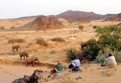 Your Safari Suitecase