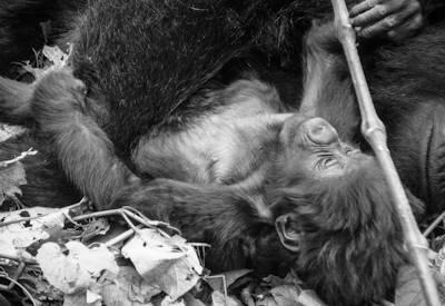 Gorilla Trekking Photos