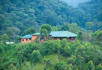 Close to the majestic mountain gorillas