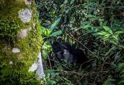 Sanctuary Gorilla Forest Camp