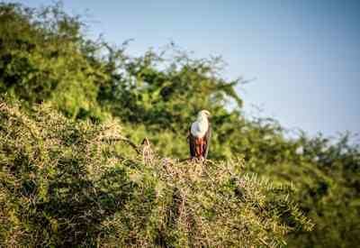 Birding in east Africa Safari