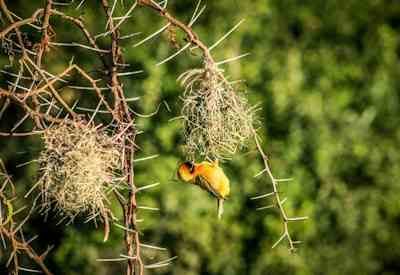 Yellow duck hanging from tree