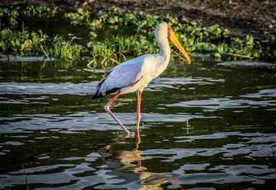 Birding in Uganda