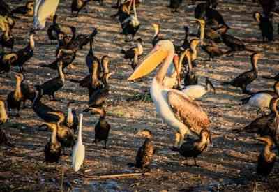 Pelican bird spotting Safari