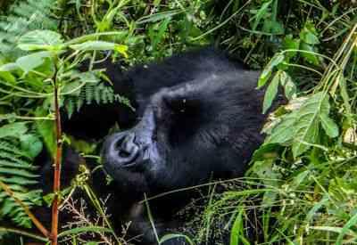 Gorilla at Lake Bunyonyi