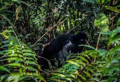 6-Day Mountain Gorilla Safari In Uganda