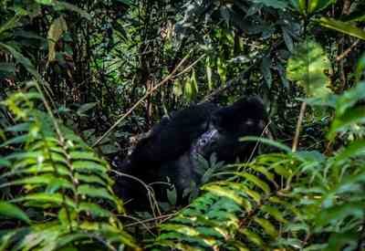Gorilla Safari In Uganda