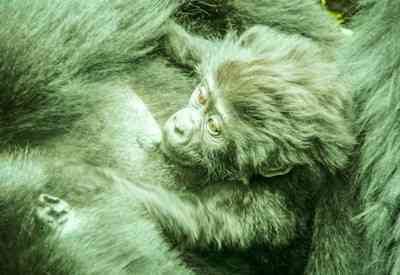 Baby mountain gorillas