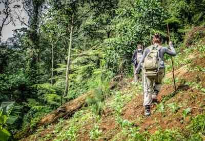 Gorilla trekking and hiking