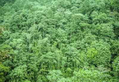 A wildlife Gorilla Safari
