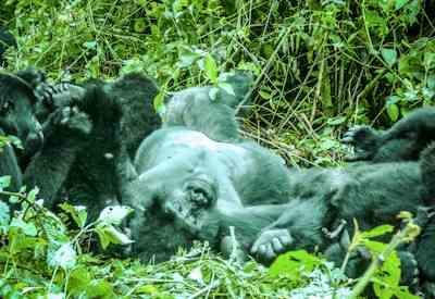 Uganda Mountain Gorilla Safari