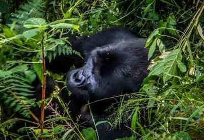 Uganda Primate Safari, Safaris In Uganda
