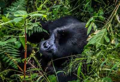 Uganda Primate Safari