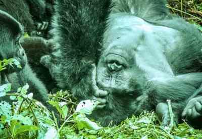 Gorilla and primate trekking