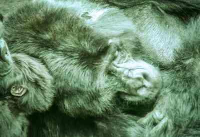 Queen Elizabeth National Park